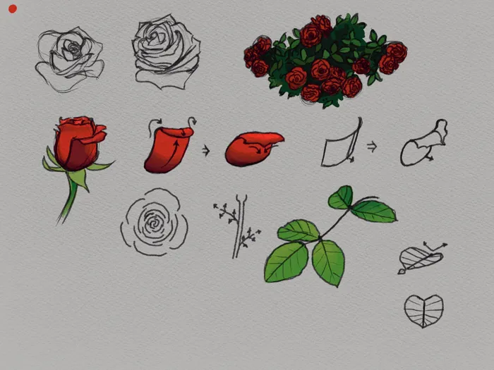 Rose Study